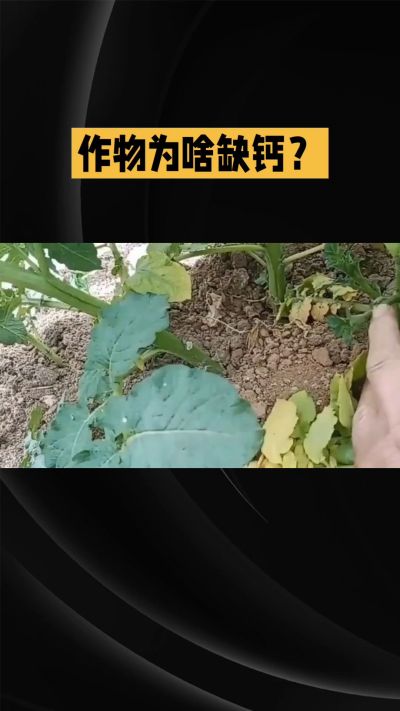 地里明明不缺钙，为啥农作物还会缺钙？
