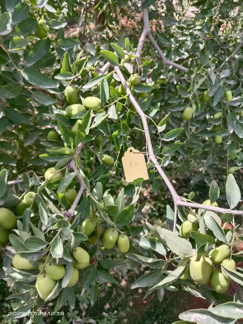 这是棵黄化树，艾乐根处理，100毫升，树盘开浅沟（10㎝），兑水35斤冲施，埋沟。现在产量很棒