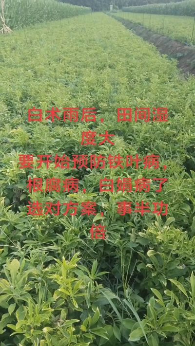雨期过后白术病害要防治了
预防铁叶病，白娟病
现在也进入了膨大期
可以打膨大的