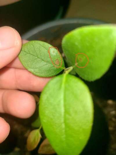 蓝莓叶斑病高温湿发，叶斑霉层致早落，农化生防结合控病保产