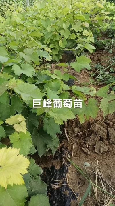 巨峰葡萄苗。一年扦插苗。需要联系。苗圃基地直销！需要联系18534302961