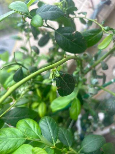 蓝莓白粉虱：从识别到防治的全指南