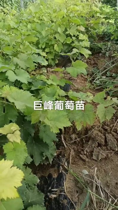 巨峰葡萄苗，优质种苗，一年扦插苗，需要联系18534302961