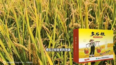 多石粮-谷物小分子有机酸，田间表现。
剑叶挺拔，灌浆饱，千粒重，上粮快。