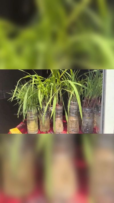 微生物菌剂，出厂前每克添加5亿微生物。最新实验生根育苗，保证不烧苗，促进毛细根增长，抑制病虫害，疏松土壤，保水保肥。近期需要用肥的老板提前联系，19331068337微信同步。