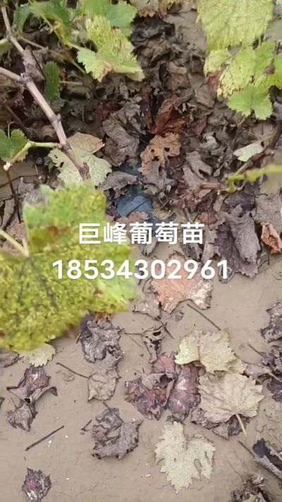 巨峰葡萄苗，一年扦插苗，苗圃基地直销！需要联系18534302961