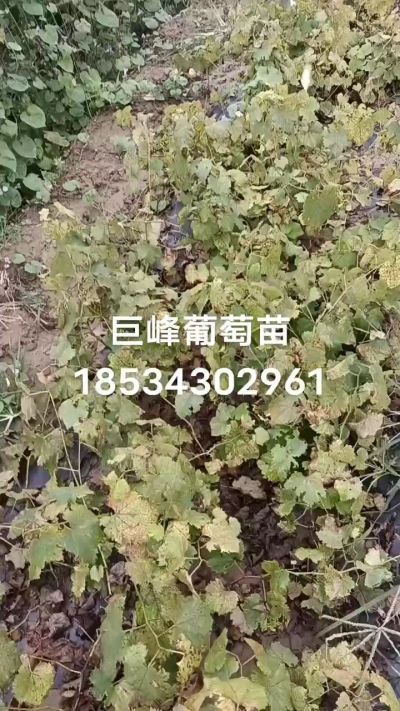 出售早熟巨峰葡萄苗。药用连翘苗，科研五号优质种苗，2/5年苗，药用连翘树，挂果树，全国包邮到家！财富密码18534302961