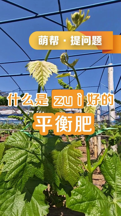 什么是最好的平衡肥