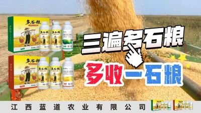 冬季种植，油菜，小麦，草莓等作物的，出现了除草剂药害，黄叶，僵苗，苗不长等问题，马上用多石粮，确保5天见到效果。