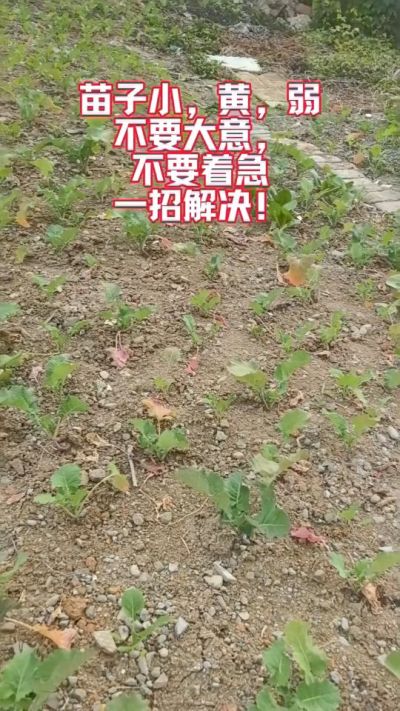 油菜苗子弱苗子小，就用多石粮，5天见效果。