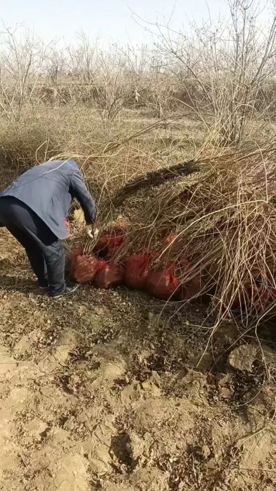 出售药用连翘苗，科研五号优质种苗，2/5年苗，药用连翘树，挂果树，全国包邮到家！财富密码18534302961出售药用连翘苗，科研五号优质种苗，2/5年苗，药用连翘树，挂果树，全国包邮到家！财富密码1