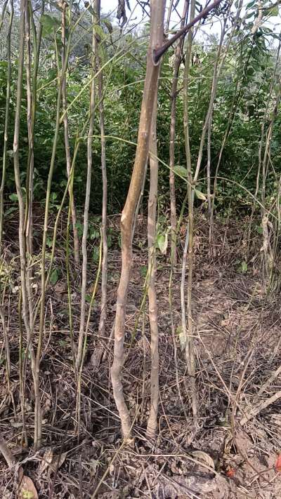 出售臭椿苗，巨峰葡萄苗。药用连翘苗，科研五号优质种苗，2/5年苗，药用连翘树，挂果树，全国包邮到家！财富密码18534302961