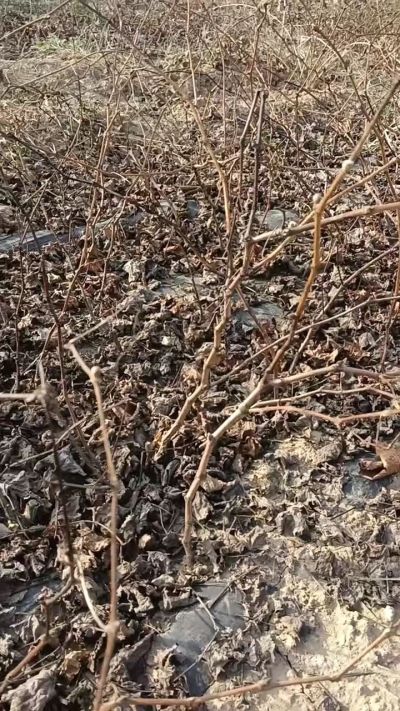 户太八号葡萄苗，，一年扦插苗，需要联系我