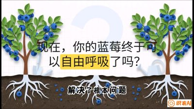 第3节：别把树&ldquo;憋死&rdquo;&mdash;&mdash;正确的定植与换盆手法,   课程：《蓝莓&ldquo;高产&rdquo;实战课：从选苗到丰收的10个关键点》