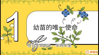 第6节：修剪决定产量（上）&mdash;&mdash;幼苗期与生长期修剪， 课程：《蓝莓&ldquo;高产&rdquo;实战课：从选苗到丰收的10个关键点》