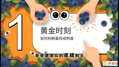 第10节：完美的&ldquo;果粉&rdquo;&mdash;&mdash;采摘时机与保鲜， 课程：《蓝莓&ldquo;高产&rdquo;实战课：从选苗到丰收的10个关键点》