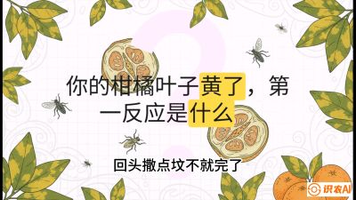 第一节：保命生死线&mdash;&mdash;黄龙病与木虱，课程：《柑橘十大病虫害：从入门到精通》