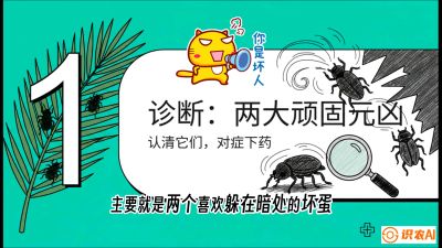 第06节：顽固虫害防治&mdash;&mdash;&ldquo;钻心虫与红蜘蛛，打准时间才服输&rdquo;《槟榔种植：从不懂到精通的10堂必修课》