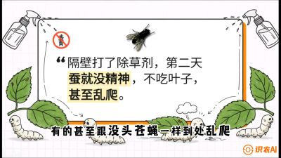 第05节：养蚕人的&ldquo;排雷战&rdquo;&mdash;&mdash;除草剂的生死禁忌，课程：《桑海淘金：桑树高产与蚕桑安全进阶实战课》