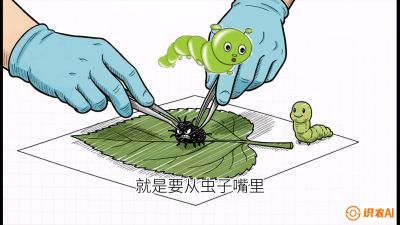 第07节：虫口夺叶（下）&mdash;&mdash;不得不打药时的&ldquo;解毒术&rdquo;，课程：《桑海淘金：桑树高产与蚕桑安全进阶实战课》