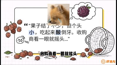 第10节：甜蜜的科学&mdash;&mdash;膨大、增甜与转色，课程：《桑海淘金：桑树高产与蚕桑安全进阶实战课》