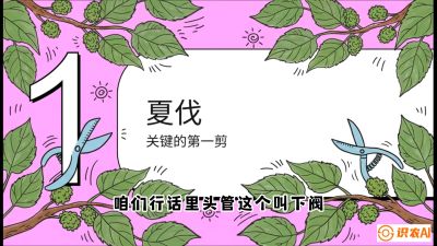 第11节：叶果双收&mdash;&mdash;特殊的夏伐与冬伐，课程：《桑海淘金：桑树高产与蚕桑安全进阶实战课》