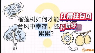 第四节：中国榴莲突围战：为生存重塑权型，抗台风矮化栽培与力学牵引，课程：《国产榴莲突围战：从泰国经验到中国实操的8堂必修课（高阶实战版）》