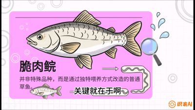 第六节：【老品升级&middot;脆肉鲩】如何让草鱼身价翻倍？，课程：《黄金鳞甲：2025中国淡水鱼高效养殖实战营》