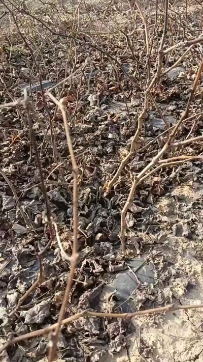 户太八号葡萄苗，一年扦插苗，需要联系，全国包邮到家。18534302961