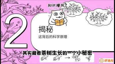 第04节（修剪篇）：树势复活术：从&ldquo;越剪越弱&rdquo;到&ldquo;枝繁叶茂&rdquo;的能量管理与夏秋茶逆袭，课程：《茶金时代：从&ldquo;看天吃饭&rdquo;到&ldquo;精准控局&rdquo;的茶叶高产提质实战课》