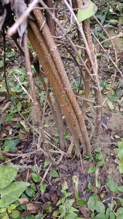 出售药用连翘苗，科研五号优质种苗，2/5年苗，药用连翘树，挂果树，全国包邮到家！财富密码18534302961出售药用连翘苗，科研五号优质种苗，2/5年苗，药用连翘树，挂果树，全国包邮到家！财富密码1