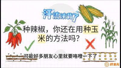 第1节：【品种定江山】工业辣椒vs小米辣：底肥公式与密度陷阱的&ldquo;百万生意经&rdquo;，课程：《辣椒种植实战特训营，从工业辣椒到精品小米辣，教你如何把&ldquo;草&rdquo;种成&ldquo;金&rdquo;》