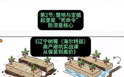 第二节： 整地与定植&mdash;&mdash;起垄是&ldquo;死命令&rdquo;，防涝是核心，课程：《辽宁树莓（海尔特兹）高产避坑实战课：从保苗到高价》
