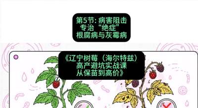 第五节： 病害阻击&mdash;&mdash;专治&ldquo;绝症&rdquo;根腐病与灰霉病，课程：《辽宁树莓（海尔特兹）高产避坑实战课：从保苗到高价》