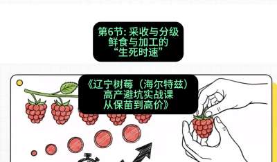 第六节： 采收与分级&mdash;&mdash;鲜食与加工的&ldquo;生死时速&rdquo;，课程：《辽宁树莓（海尔特兹）高产避坑实战课：从保苗到高价》
