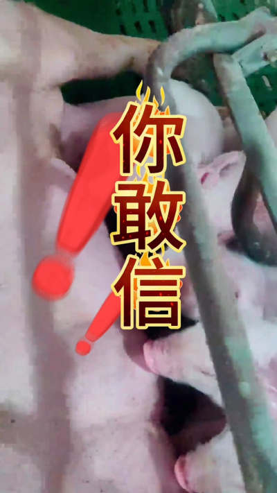 小猪抢不到奶，干瘦不长肉？成活率总上不去？😭
自从用上南商农科这款仔猪补奶机，再也没这烦恼！
✅ 一键设置下料参数，新手也能上手
✅ 恒温补奶，小猪抢着喝，长势超均匀
从车间精工组装到猪场落地使用，每