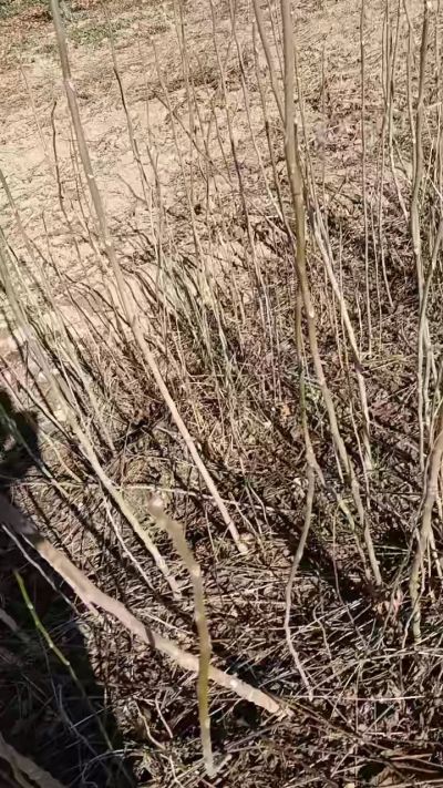 出售臭椿苗，巨峰葡萄苗。药用连翘苗，科研五号优质种苗，2/5年苗，药用连翘树，挂果树，全国包邮到家！财富密码18534302961