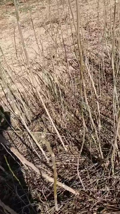 出售臭椿苗，巨峰葡萄苗。药用连翘苗，科研五号优质种苗，2/5年苗，药用连翘树，挂果树，全国包邮到家！财富密码18534302961