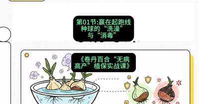 第01节：赢在起跑线&mdash;&mdash;种球的&ldquo;洗澡&rdquo;与&ldquo;消毒&rdquo;，课程：《卷丹百合&ldquo;无病高产&rdquo;植保实战课》#识农AI