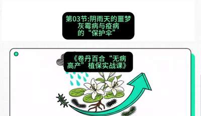 第03节：阴雨天的噩梦&mdash;&mdash;灰霉病与疫病的&ldquo;保护伞&rdquo;，课程：《卷丹百合&ldquo;无病高产&rdquo;植保实战课》#识农AI
