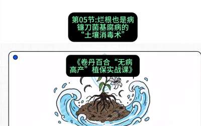 第05节：烂根也是病&mdash;&mdash;镰刀菌基腐病的&ldquo;土壤消毒术&rdquo; ，课程：《卷丹百合&ldquo;无病高产&rdquo;植保实战课》#识农AI