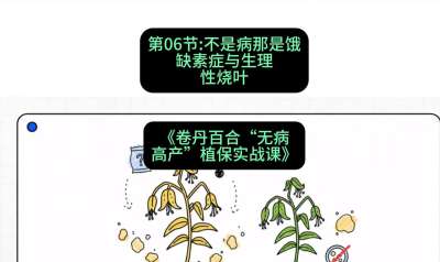 第06节：不是病那是饿&mdash;&mdash;缺素症与生理性烧叶 ，课程：《卷丹百合&ldquo;无病高产&rdquo;植保实战课》#识农AI