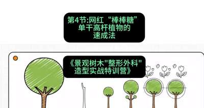 第04节：网红&ldquo;棒棒糖&rdquo;&mdash;&mdash;单干高杆植物的速成法，课程：《景观树木&ldquo;整形外科&rdquo;造型实战特训营》#识农AI