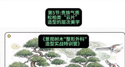 第05节：贵族气质&mdash;&mdash;松柏类&ldquo;云片&rdquo;造型的层次美学，课程：《景观树木&ldquo;整形外科&rdquo;造型实战特训营》#识农AI