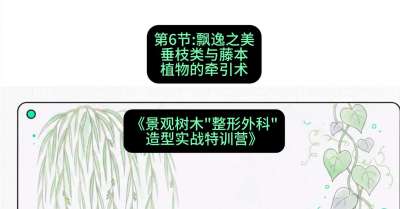 第06节：飘逸之美&mdash;&mdash;垂枝类与藤本植物的牵引术，课程：《景观树木&ldquo;整形外科&rdquo;造型实战特训营》#识农AI