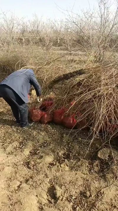 出售药用连翘苗，科研五号优质种苗，2/5年苗，药用连翘树，挂果树，全国包邮到家！财富密码18534302961出售药用连翘苗，科研五号优质种苗，2/5年苗，药用连翘树，挂果树，全国包邮到家！财富密码1