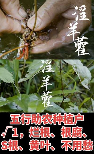 177，1907，0725，V 同号
1  老乡们！种淫羊藿不用乱买肥，咱这款专用肥，针对淫羊藿习性配的，壮苗防烂根，采收多卖钱，用过都回头！
2  咱种淫羊藿图的就是省心高产！专用肥薄肥勤施，苗不烧