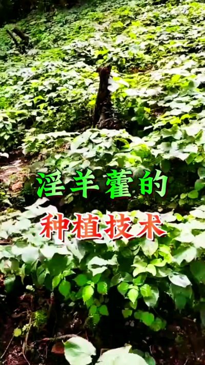 揭秘&ldquo;仙草&rdquo;淫羊藿的种植密码！耐严寒耐贫瘠，林下套种不占耕地，管理简单还能套种其他作物，一亩地的投入两亩地的收益～ 想返乡创业的赶紧码住！ #淫羊藿种植技术 #返乡创业项目 #药材种植指南 #农业新风