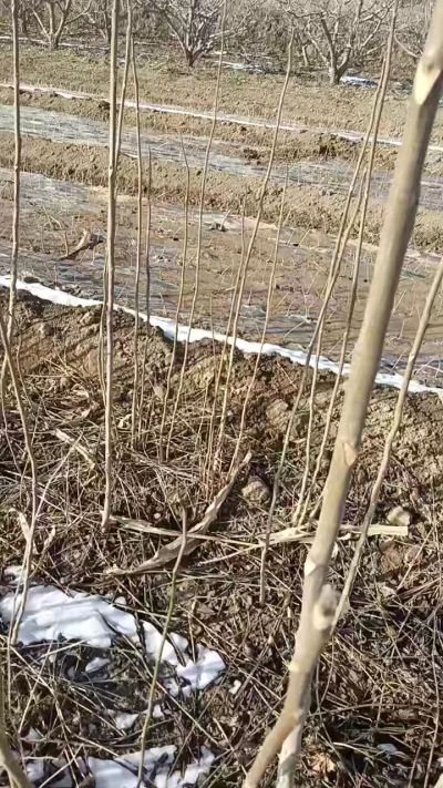 臭椿苗，一年苗，需要联系我，全国包邮到家。18534302961