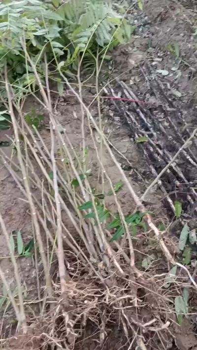 出售臭椿苗，巨峰葡萄苗。药用连翘苗，科研五号优质种苗，2/5年苗，药用连翘树，挂果树，全国包邮到家！财富密码18534302961